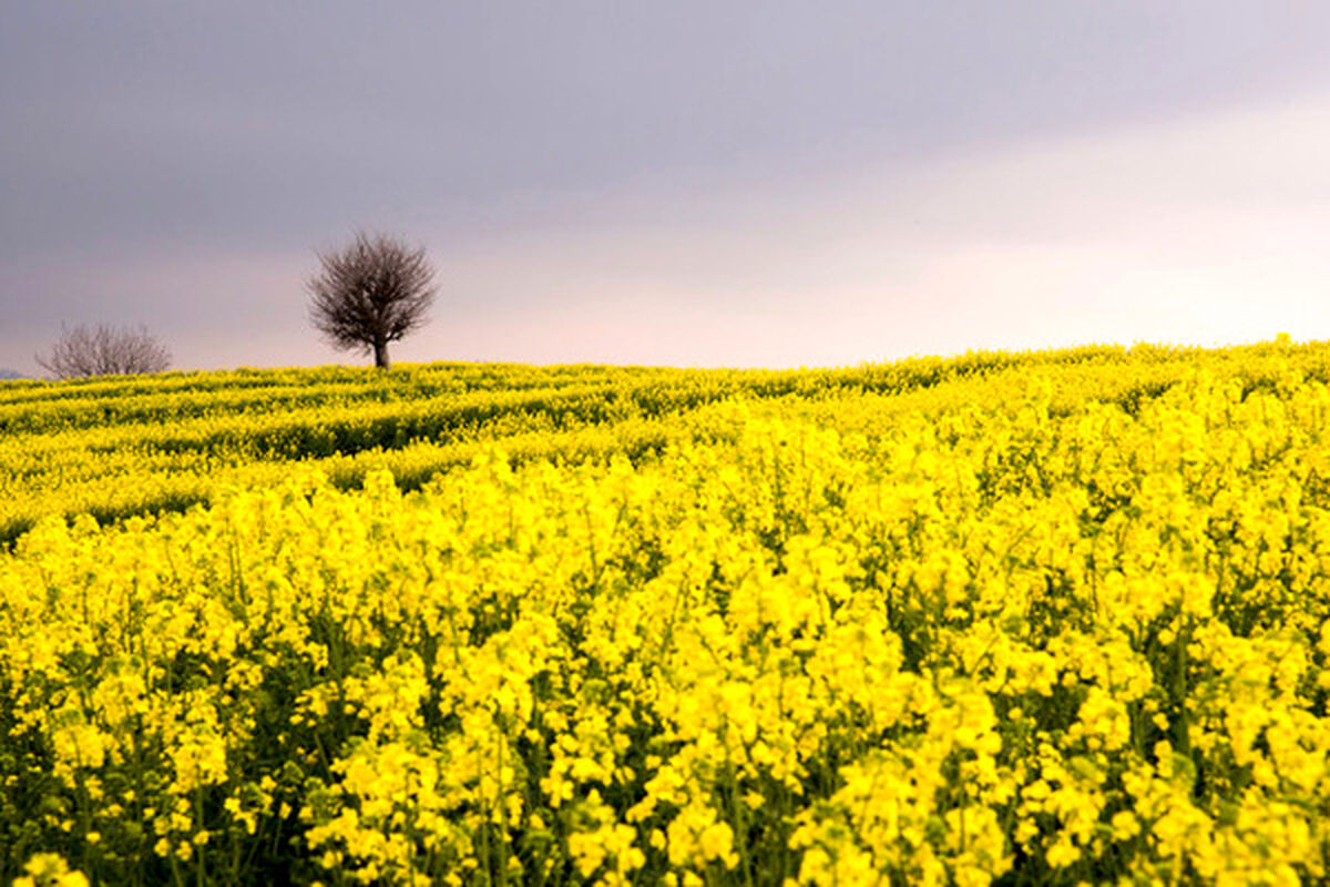 مزارع گندم و کلزای گلستان