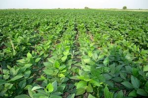 کشت 12 هکتار سویا در هزارجریب گلوگاه