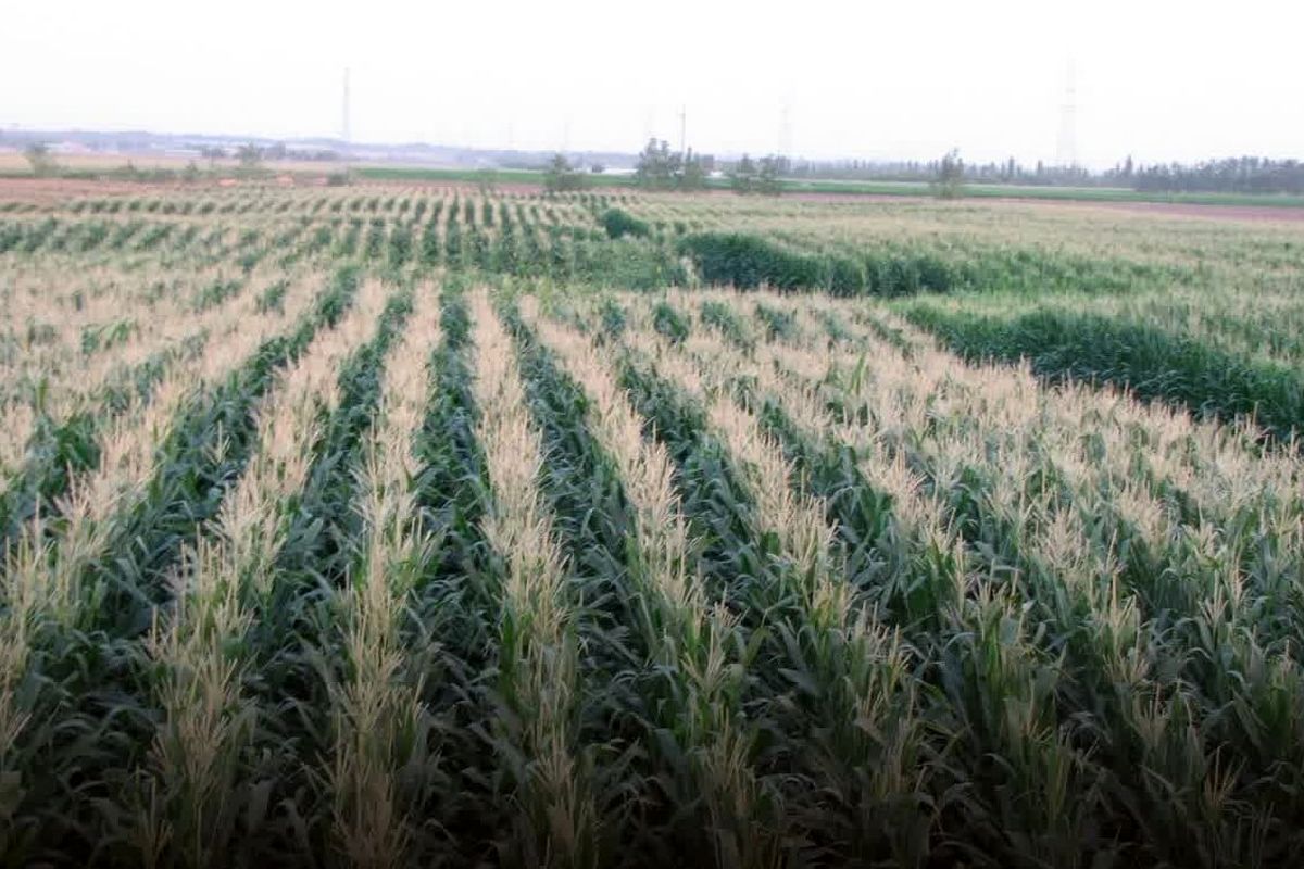 جهاد علوفه ای (2)