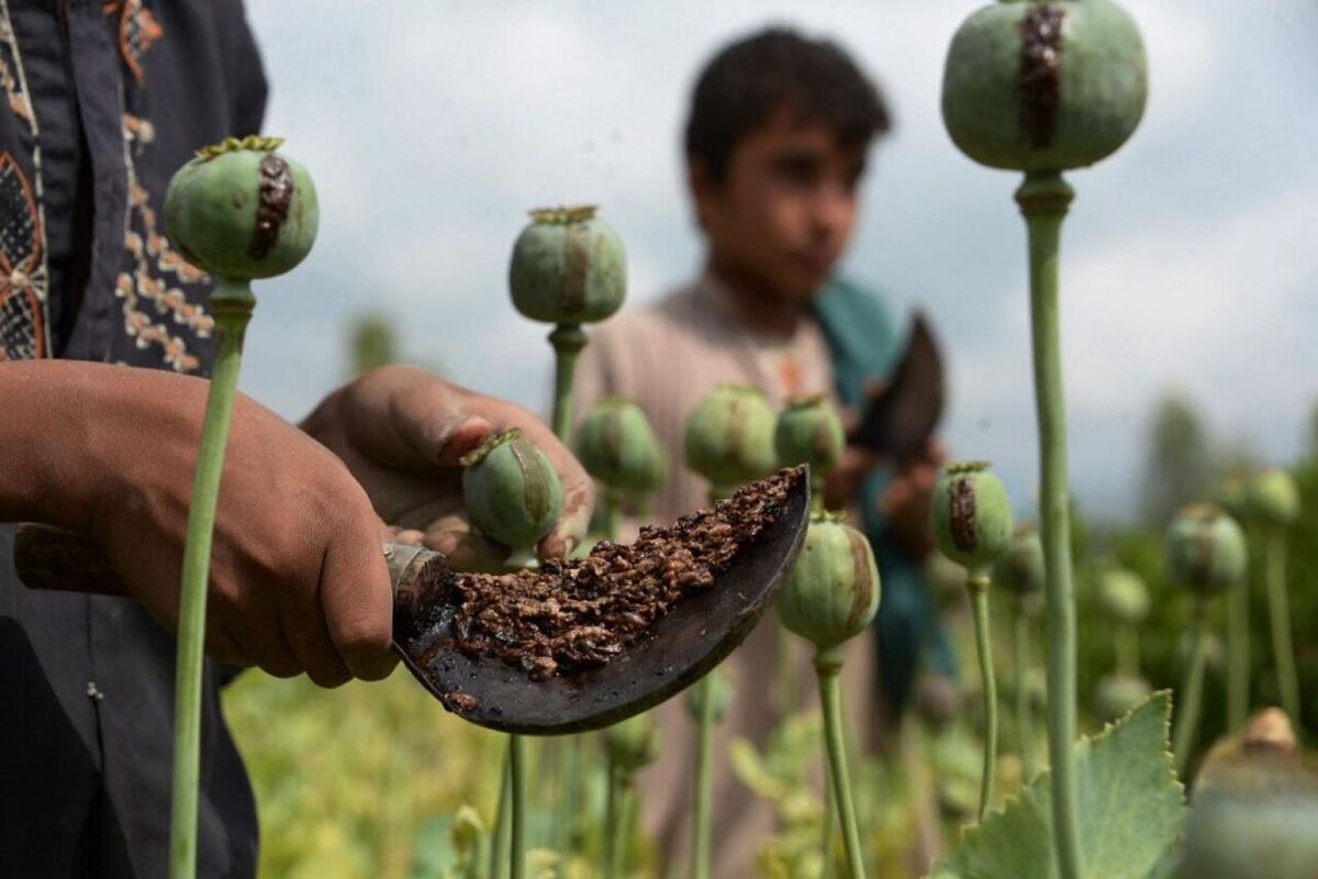 گیاهان ممنوعه