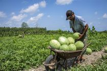 آغاز برداشت هندوانه پاییزه در جاسک