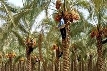 تولید بیش از ۱۶۵ هزارتن خرما در هرمزگان