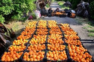 صادرات 500 هزار تنی مرکبات و کیوی مازندران