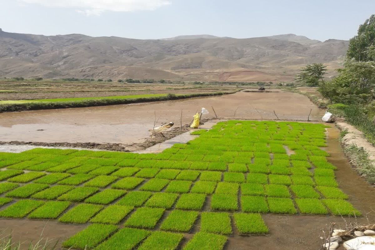 برنج قزوین