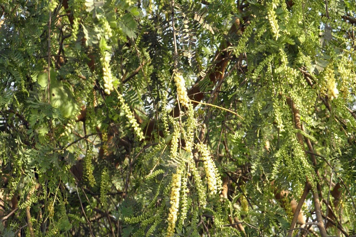 بذر کهور