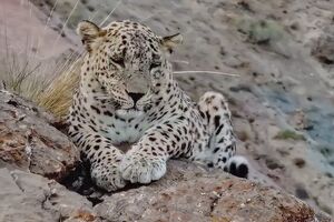 ثبت تصویر بزرگ‌ترین پلنگ دنیا در ارتفاعات سالوک خراسان شمالی + فیلم
