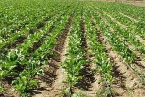 آغاز طرح اصلاح الگوی کشت در هرمزگان