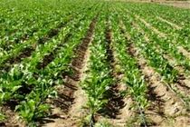 آغاز طرح اصلاح الگوی کشت در هرمزگان