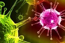 تاخت و تاز کرونا در بندرعباس 