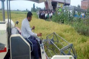 اولین برداشت مکانیزه و کشت مجدد برنج کشور در بابلسر