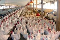 افتتاح واحد مرغداری ۴۲ هزار قطعه‌ای در بخش آسمان آباد چرداول
