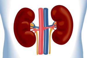 کلیه‌های آلوده هم قابل پیوند هستند