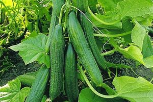 پیش بینی برداشت بیش از 3 هزار تن خیار از مزارع فریدن
