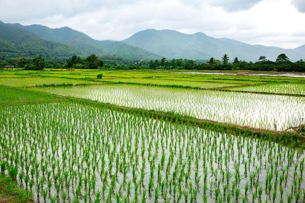 طرح ملی تولید رنج در یک هزار هکتار از شالیزارهای مازندران