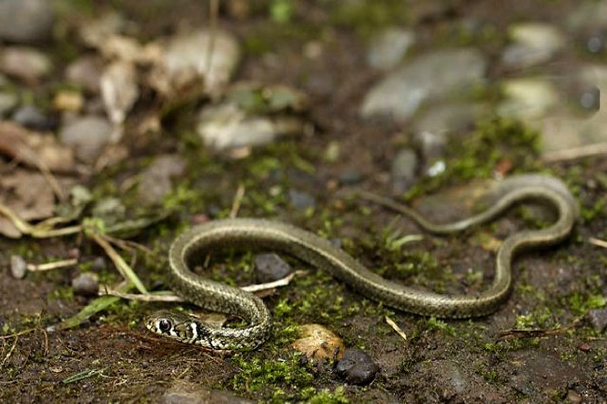 مارهای زایند ه رود