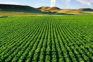 هشتمین کاروان ترویجی الگوی کشت ملی در فارس برگزار می شود