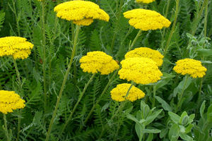 ۳۵۰ میلیون دلار گیاهان دارویی برای کشور ارز آوری دارند