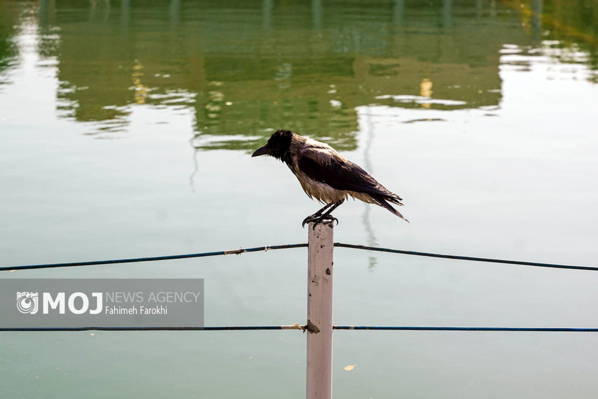 گرمای هوا در مشهد