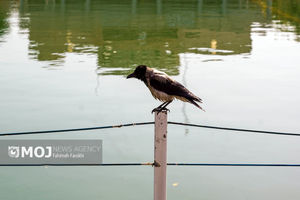 ماندگاری گرما تا ۱۵ تیرماه در خراسان رضوی