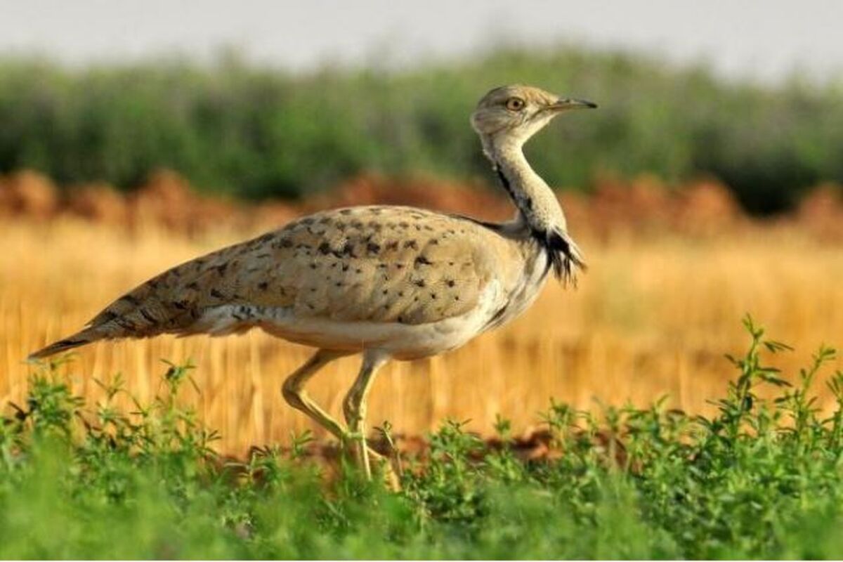 هوبره