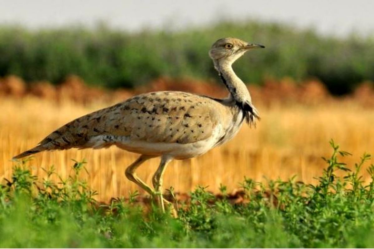 هوبره