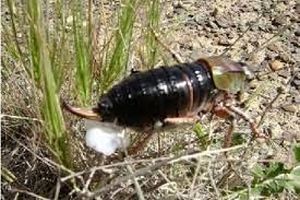 عملیات مبارزه با ملخ شکم بادمجانی در اراضی کشاورزی در سمیرم