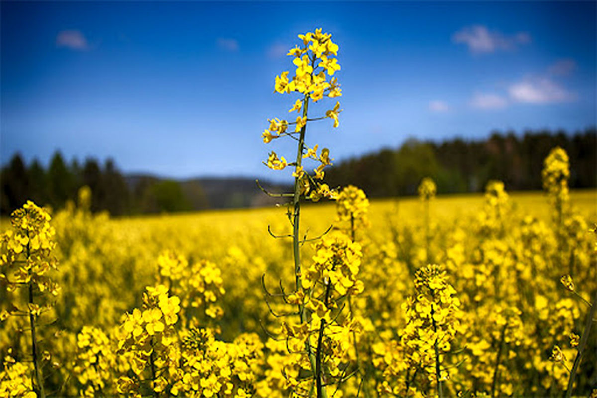  بررسی موانع کشت گیاه روغنی کلزا در فریمان