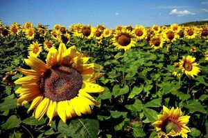 ۷۰ هکتار از اراضی بهشهر زیر کشت آفتابگردان