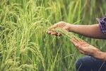 تولید ارقام جدید برنج، سویا و پنبه با فناوری هسته‌ای شتاب می‌گیرد