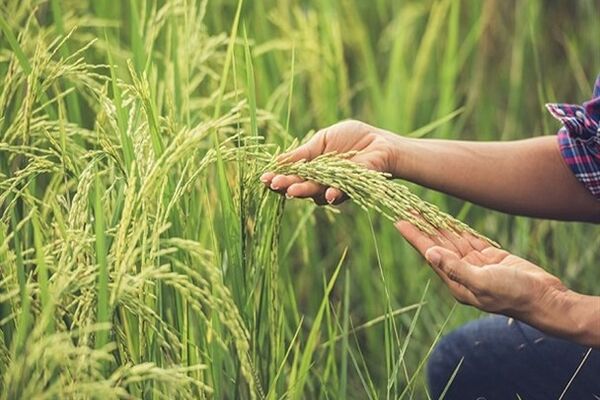 تولید ارقام جدید برنج، سویا و پنبه با فناوری هسته‌ای شتاب می‌گیرد
