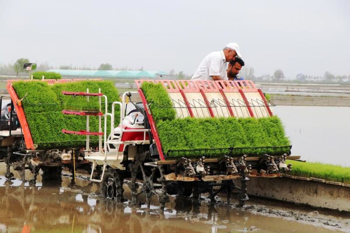 کشت مکانیزاسیون نشا در مازندران