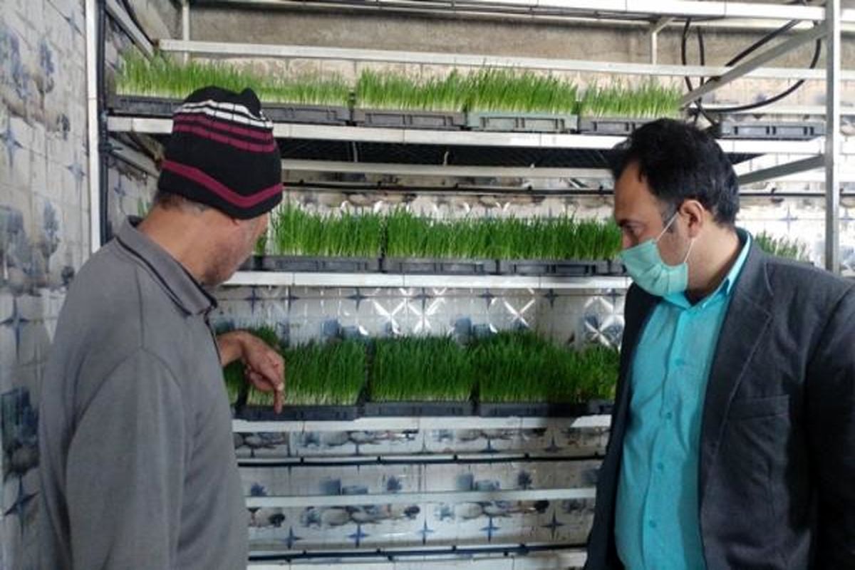 کشت هیدروپونیک