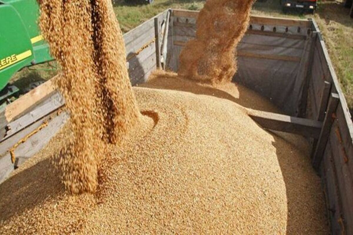 نهاده دامی قاچاق