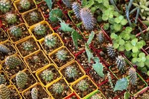 اشتغال مستقیم یک‌هزار نفری در بخش گل و گیاه آمل