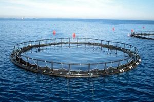 جهش دو برابری هرمزگان برای پرورش ماهی در قفس تا پایان امسال