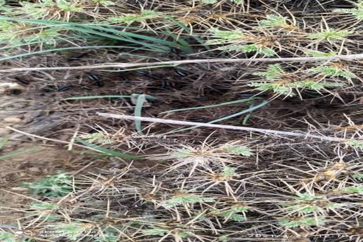 جهاد کشاورزی آمل