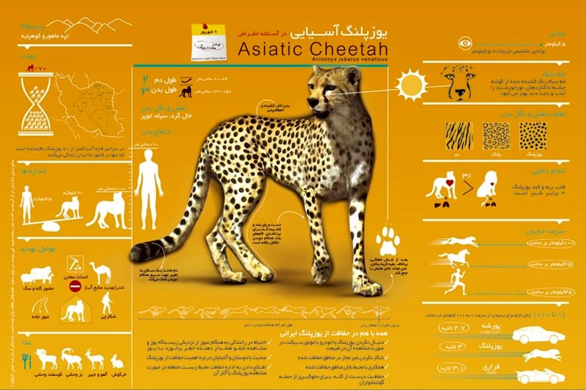 اینفوگرافی پلنگ ایرانی