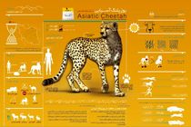 اینفوگرافیک/ نخستین اینفوگرافی پلنگ ایرانی در البرز رونمایی شد