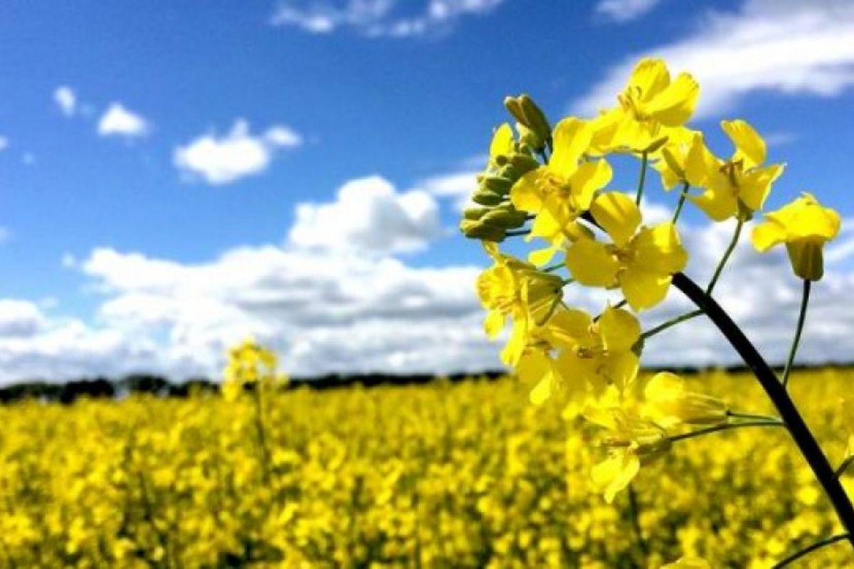 اصفهان- برداشت کلزا