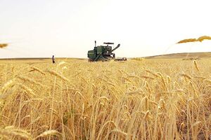 خرید تضمینی گندم در کرمانشاه ۱۰ درصد افزایش یافته است