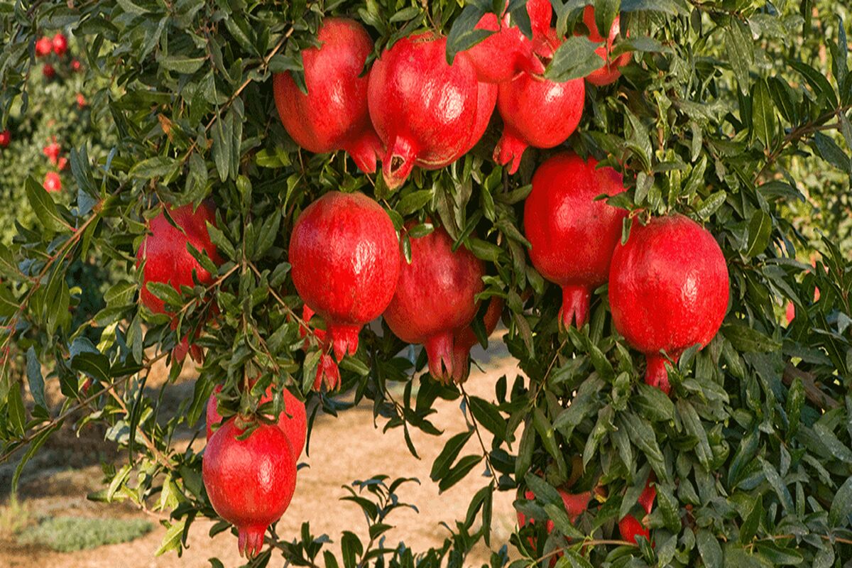 محصول انار در سبزوار