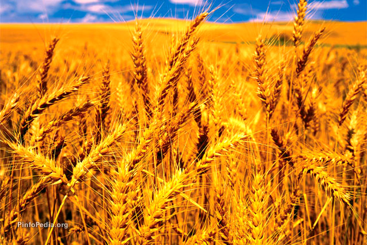 خرید تضمینی گندم