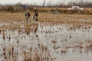 جمع آوری 1200 متر تور هوایی در لاهیجان