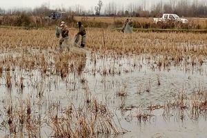 جمع آوری 1200 متر تور هوایی در لاهیجان