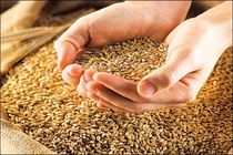 برگزاری جشن شکرانه خوشه های طلایی  در شوش