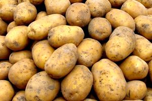 آیا سیب‌زمینی‌های جوانه‌زده سمی هستند؟