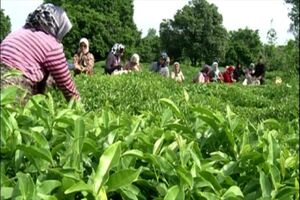 جزئیات پرداخت ۲۵۱ میلیارد تومان به چایکاران شمال کشور در سال جاری