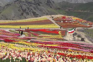 جشنواره لاله های کُندر در خاورمیانه بی نظیراست/کاشت دومیلیون و 100 هزار پیاز لاله در دل طبیعت
