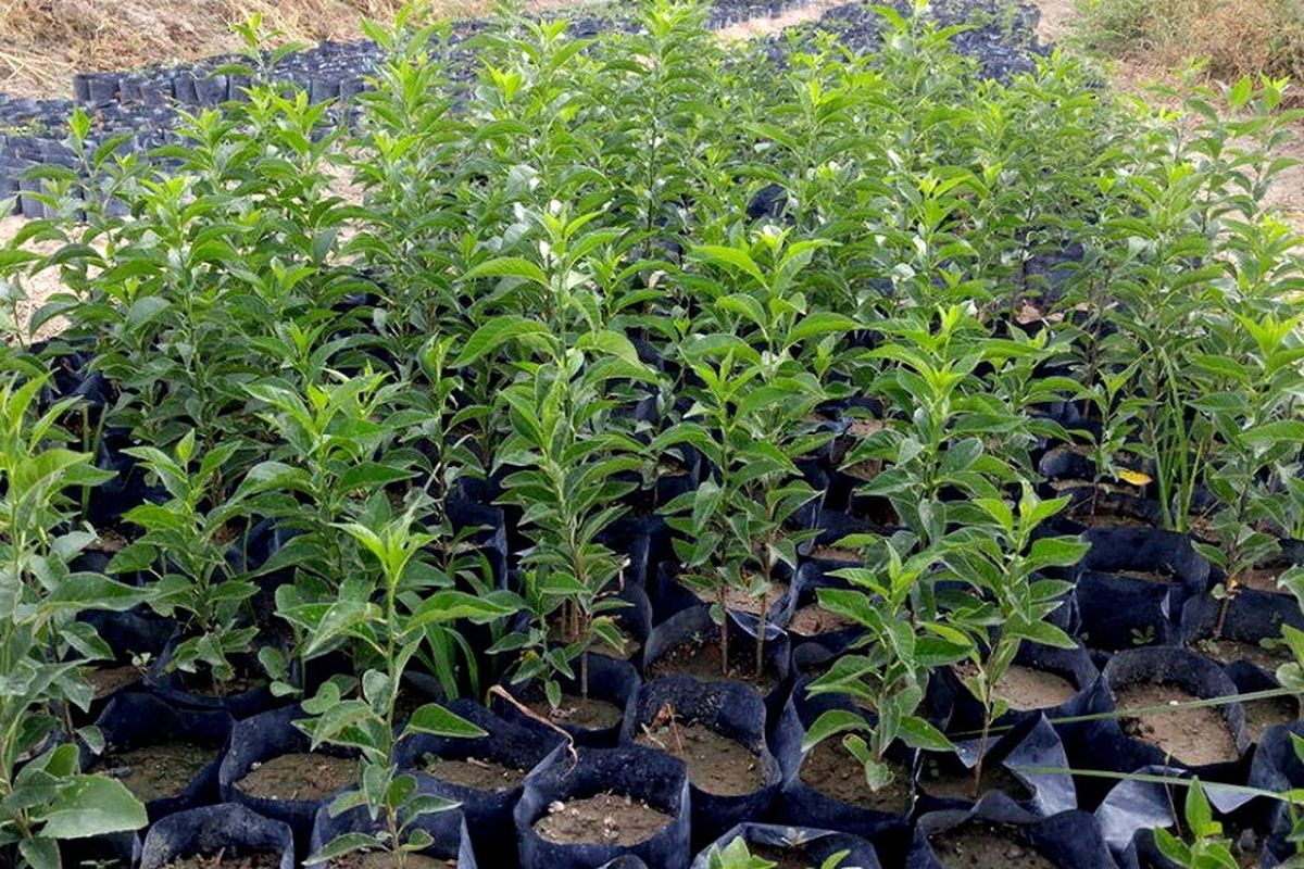 250 نهال