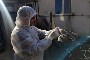 طرح پایش آنفلوانزای فوق‌حاد پرندگان اجرا شد